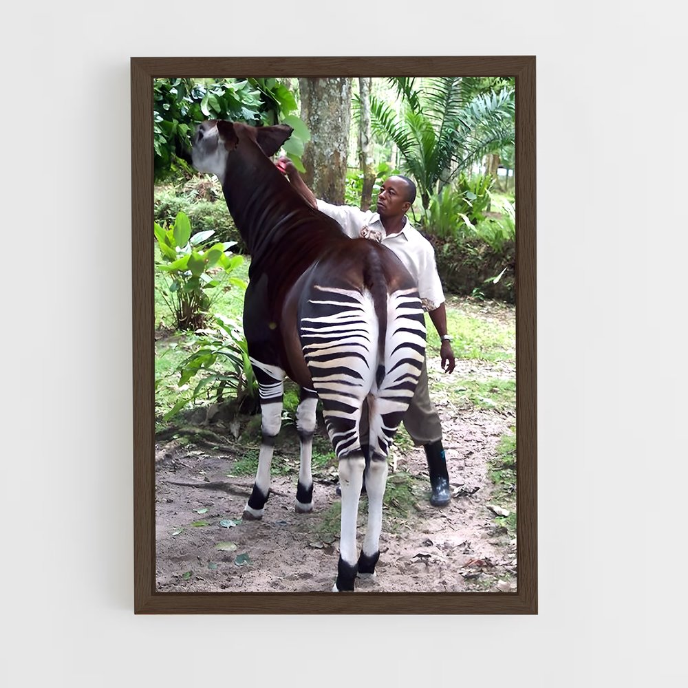 ap-okapi wildlife reserve-3 cadre Bois foncé