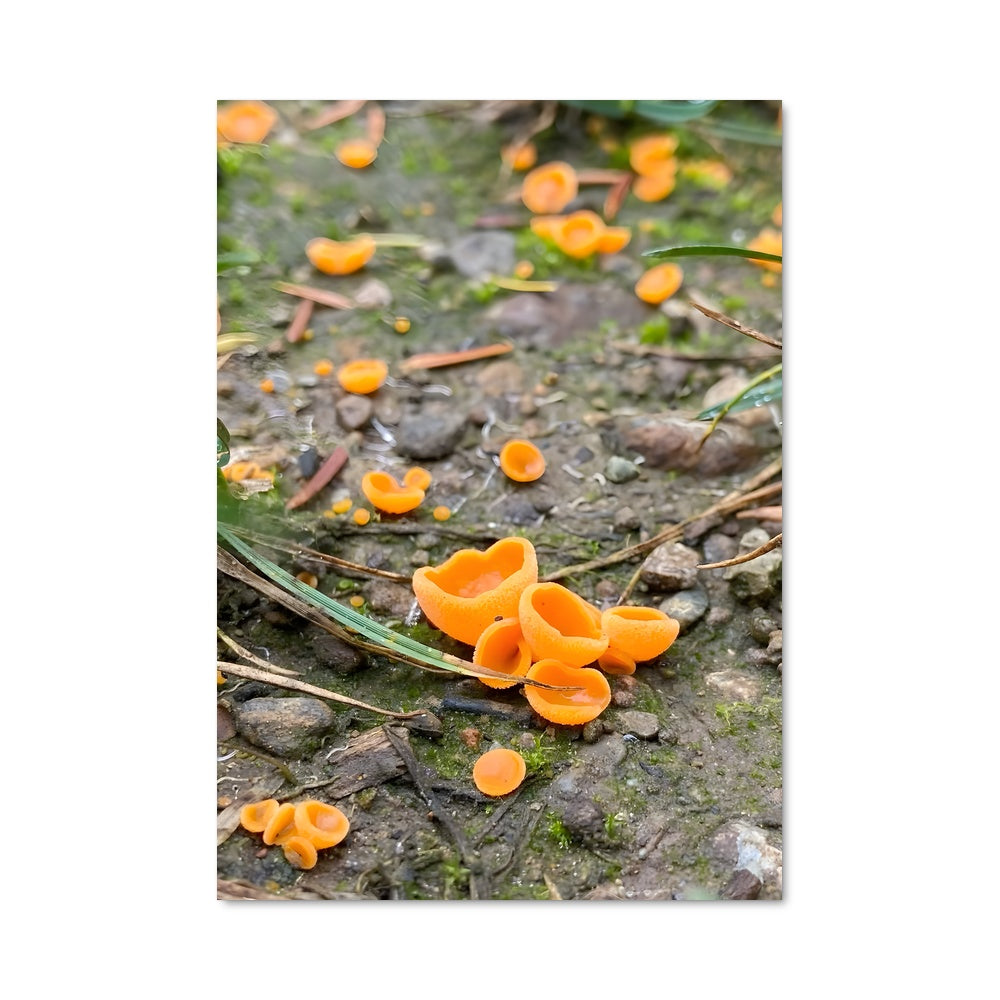 Poster Champignons Câpres