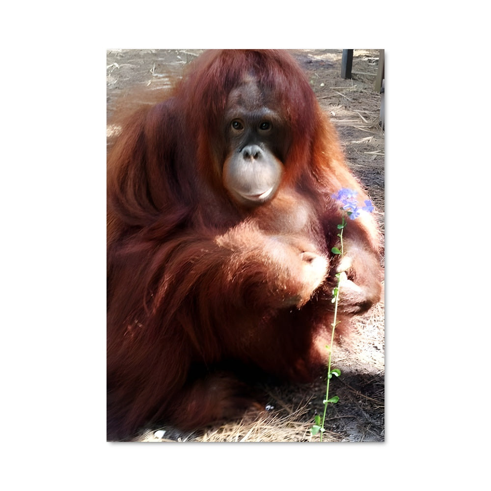 Poster Orangutan Relaxation