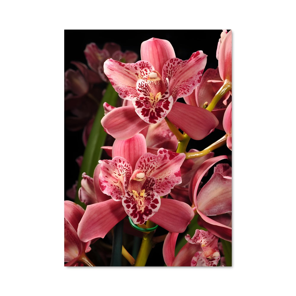 Poster Orchidée Rosée
