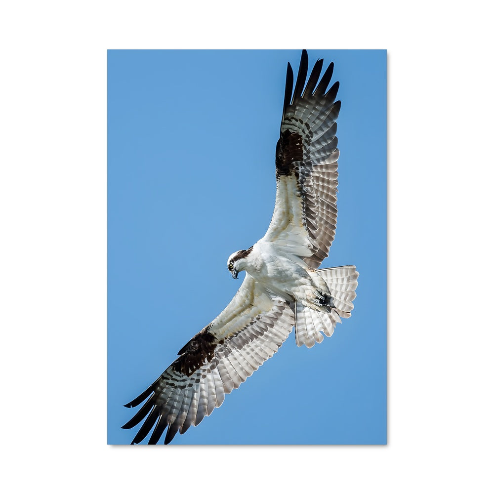 Poster Oiseau de Liberté