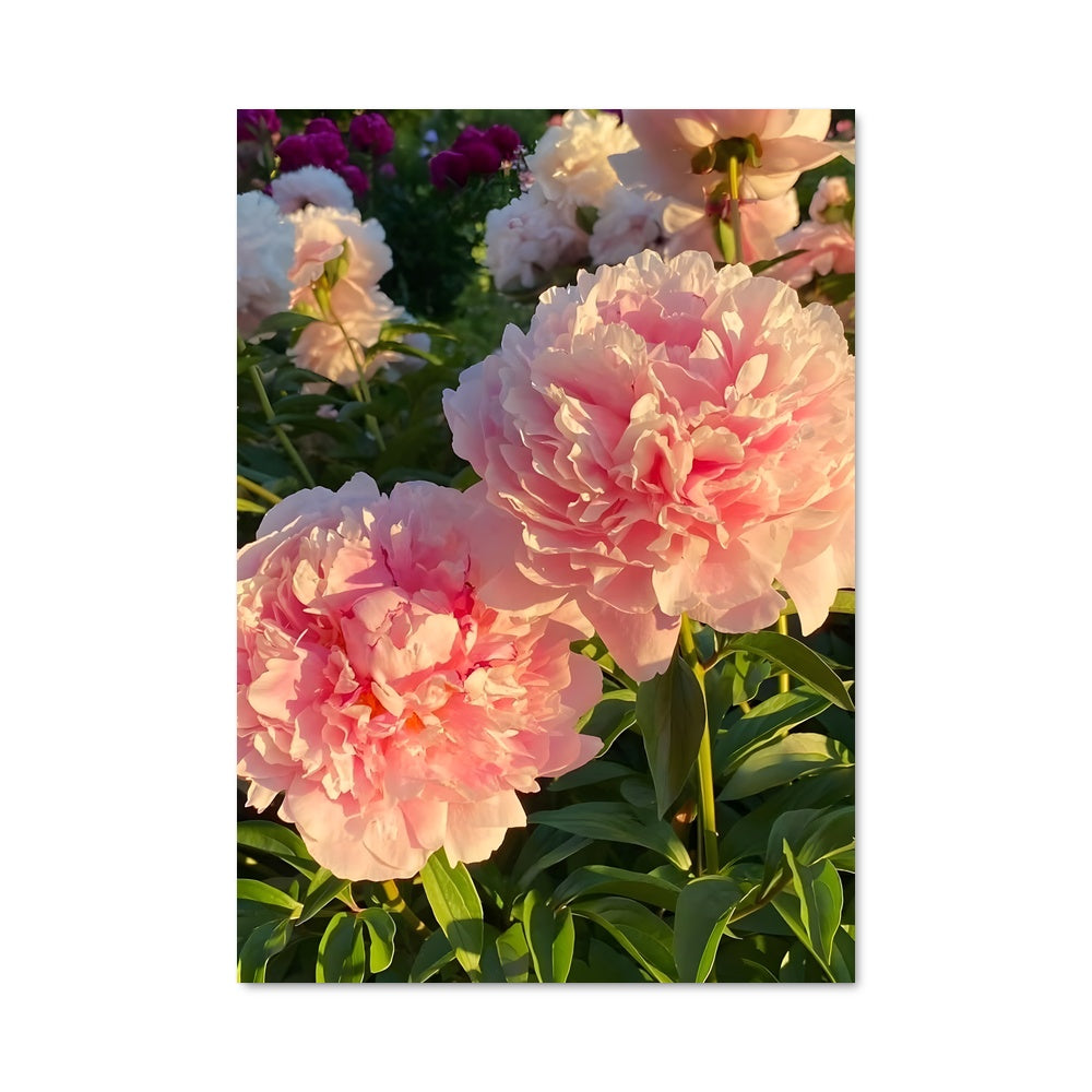 Poster Peony 96684