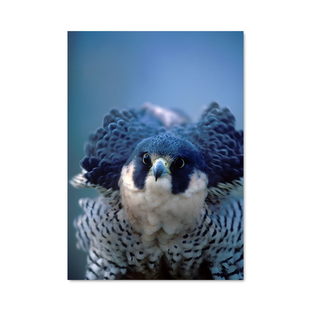 Poster Oeil de Faucon