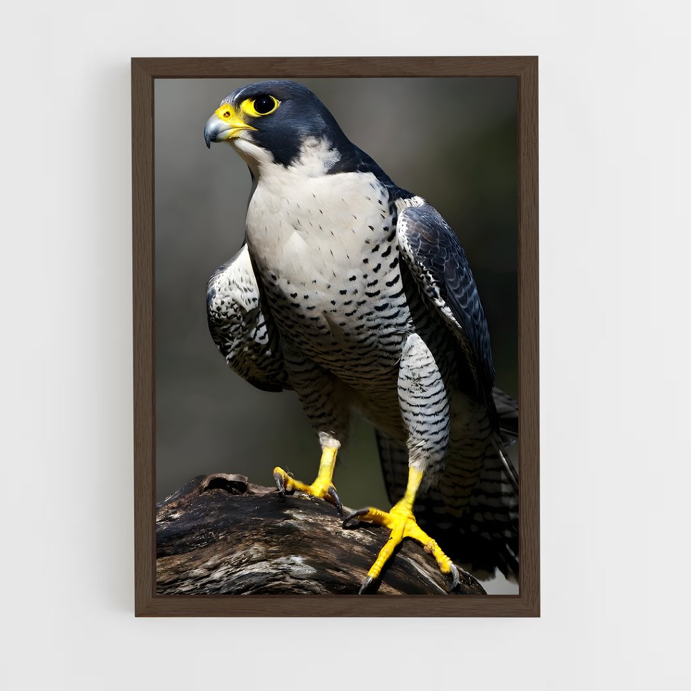 ap-peregrine falcon-6 cadre Bois foncé