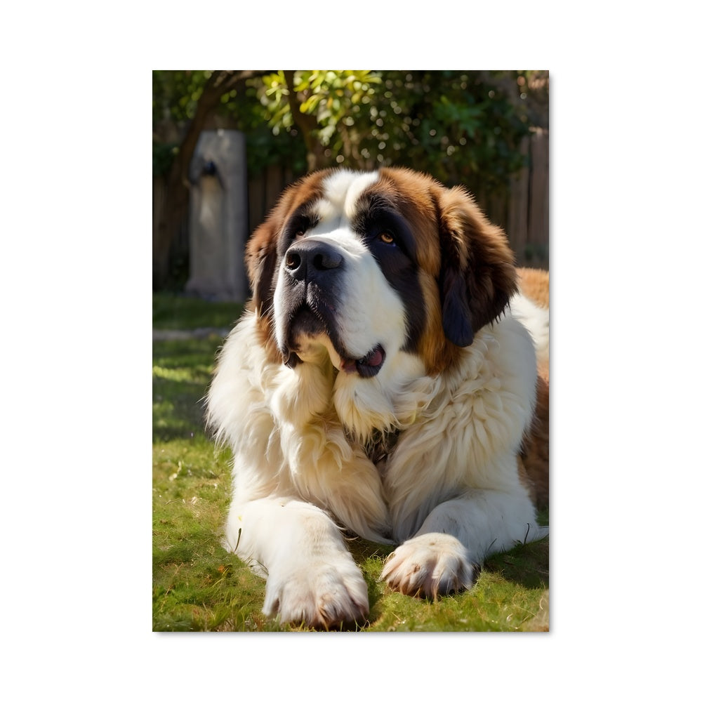 Poster Le Saint Bernard Rêveur