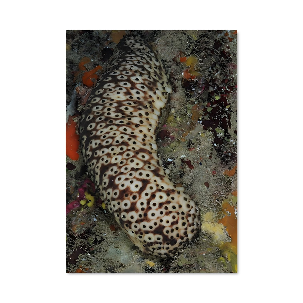 Poster L'Escargot des Mers