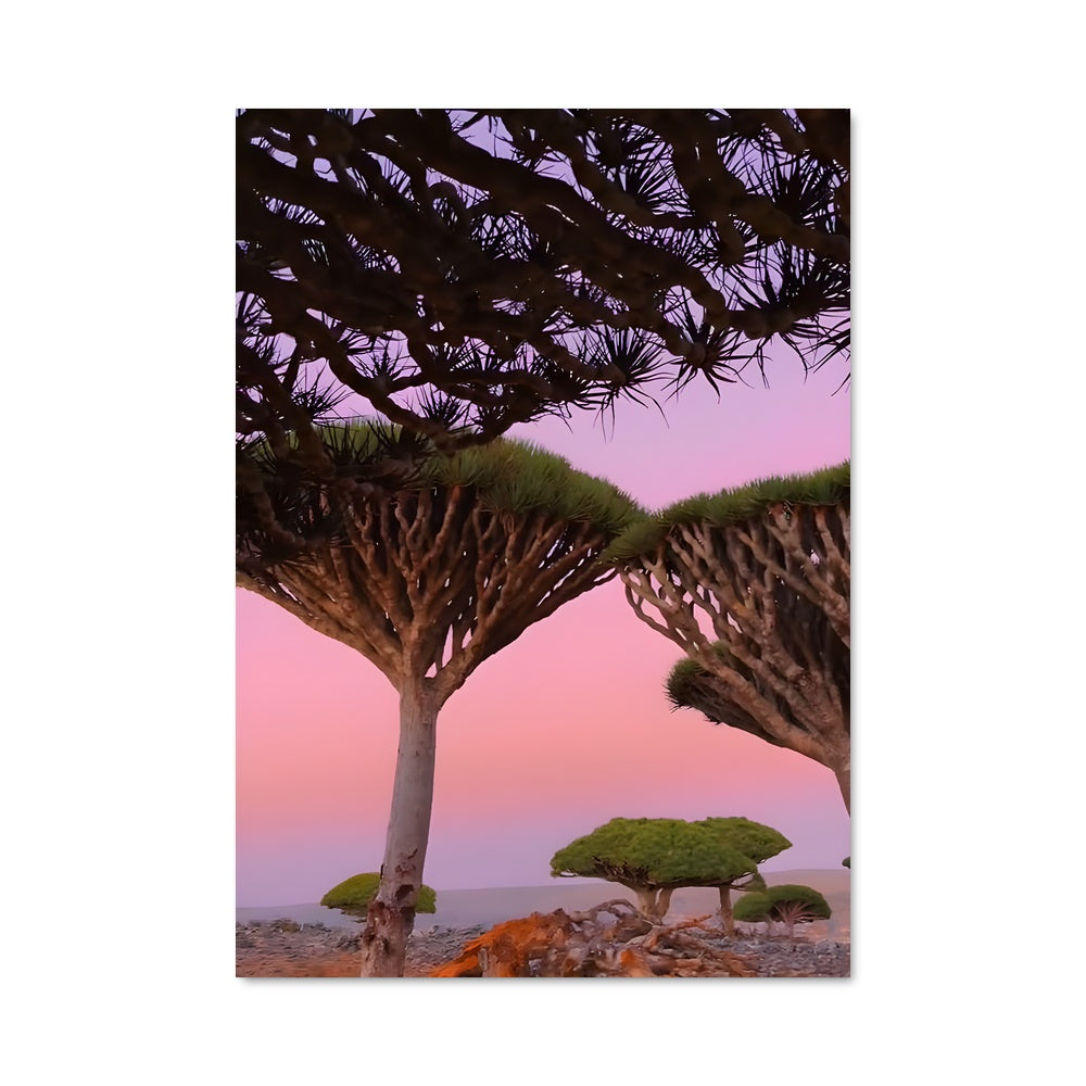 Poster L'Arbre des Cieux