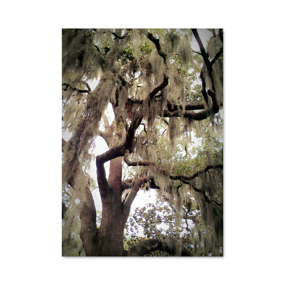Poster Chêne Mystique