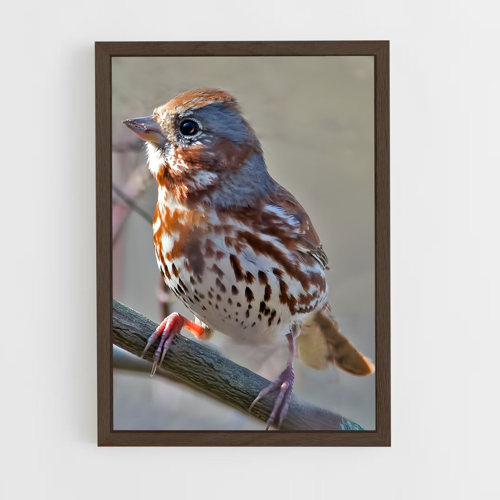 ap-sparrow-7 cadre Bois foncé