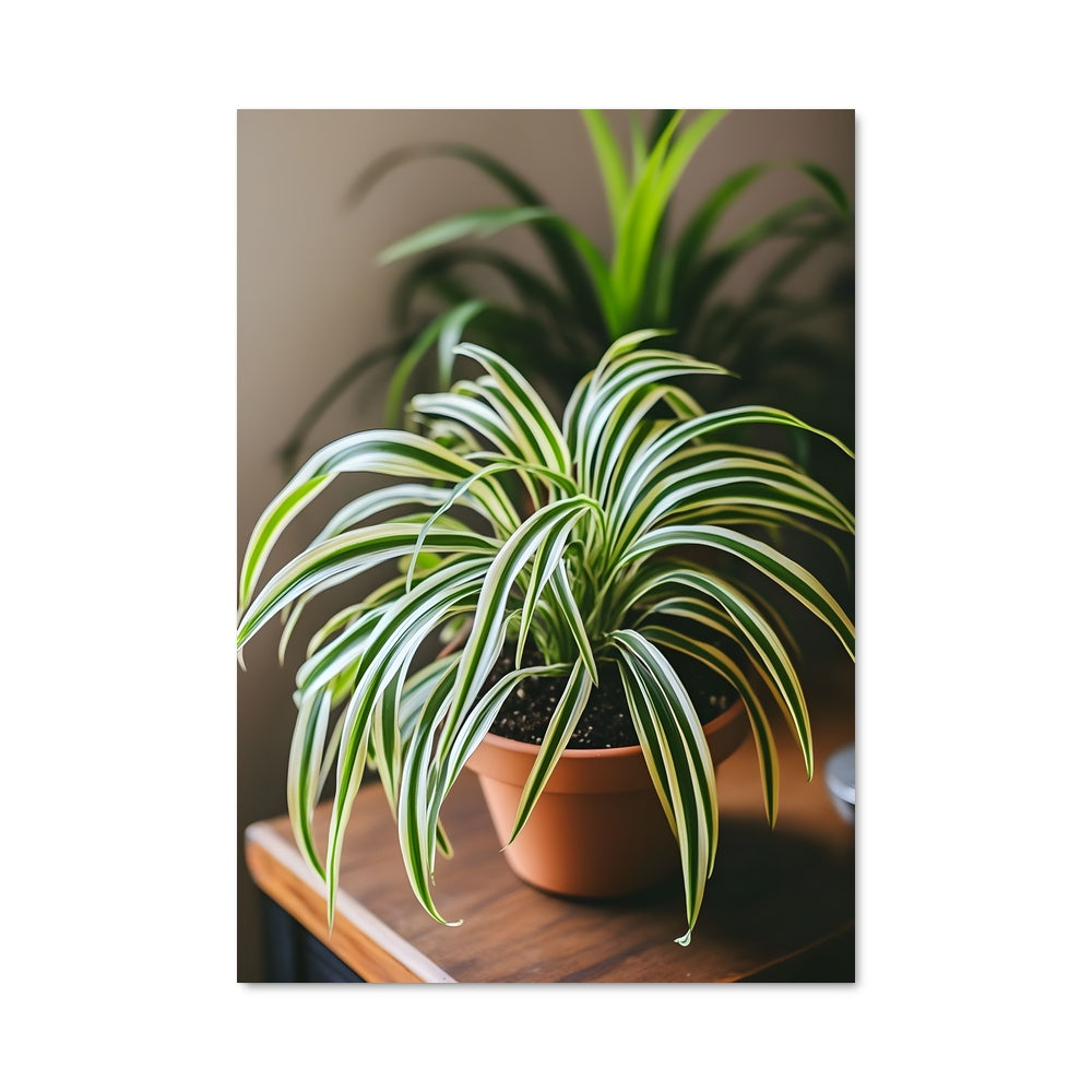 Poster Plante Étoile