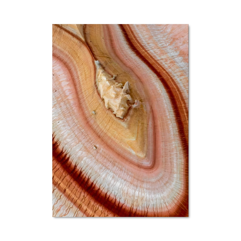 Poster Écorce en Détails