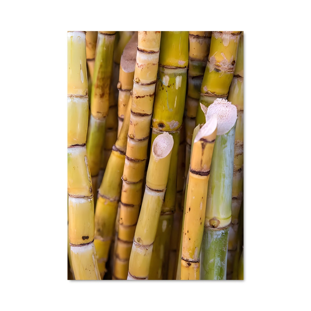 Poster Douceur Végétale