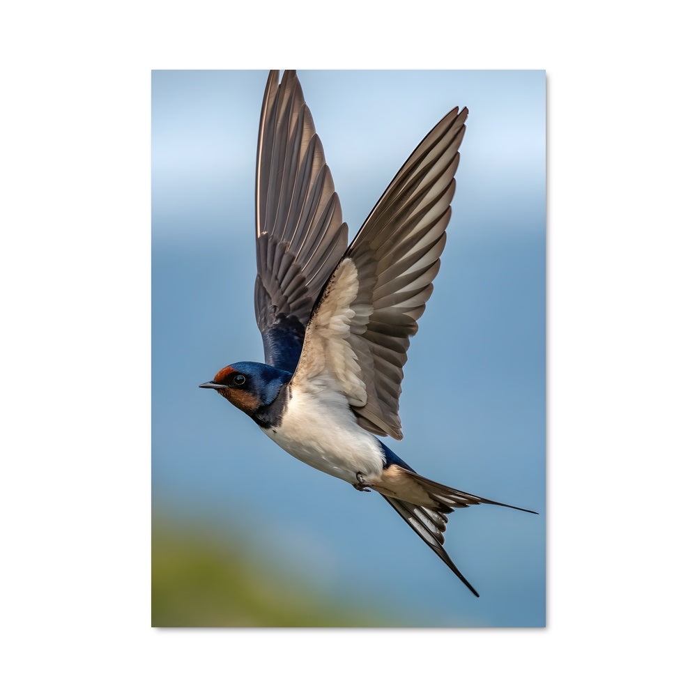 Poster L'Envol des Hirondelles