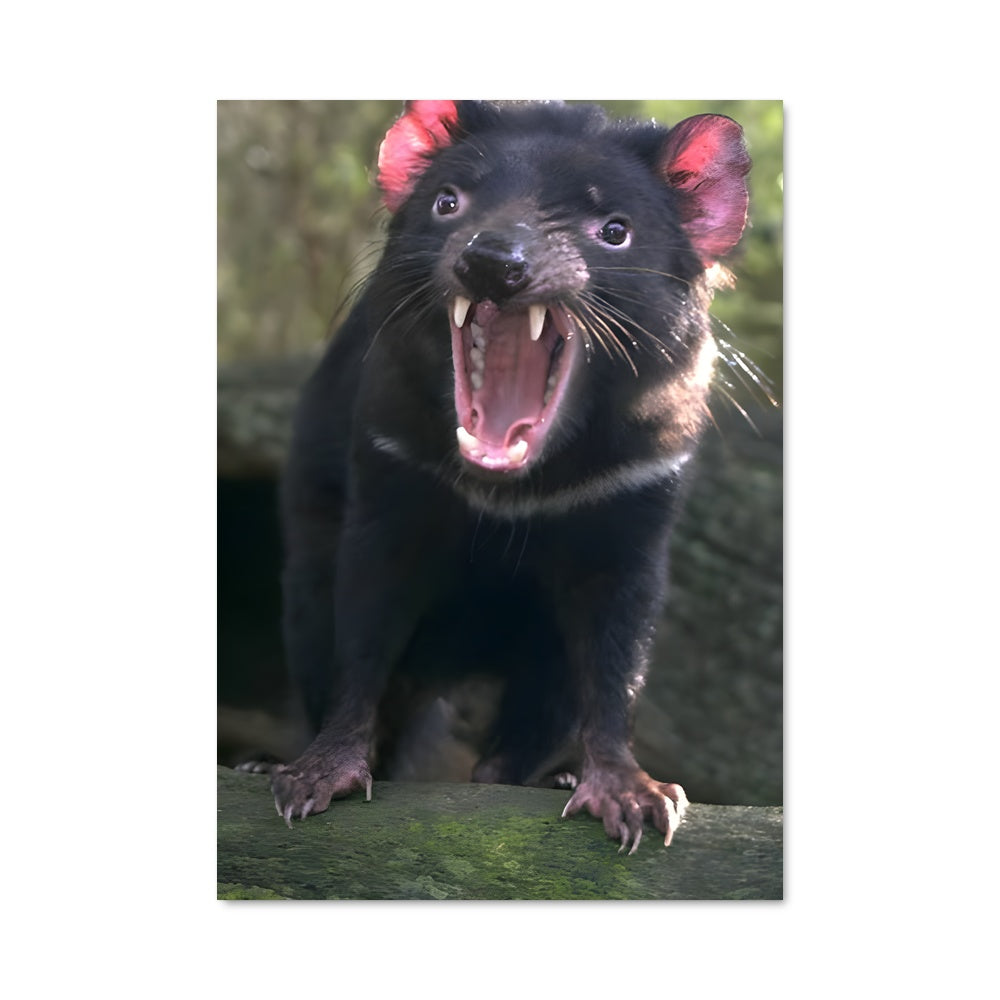 Poster Tasmanian Fury