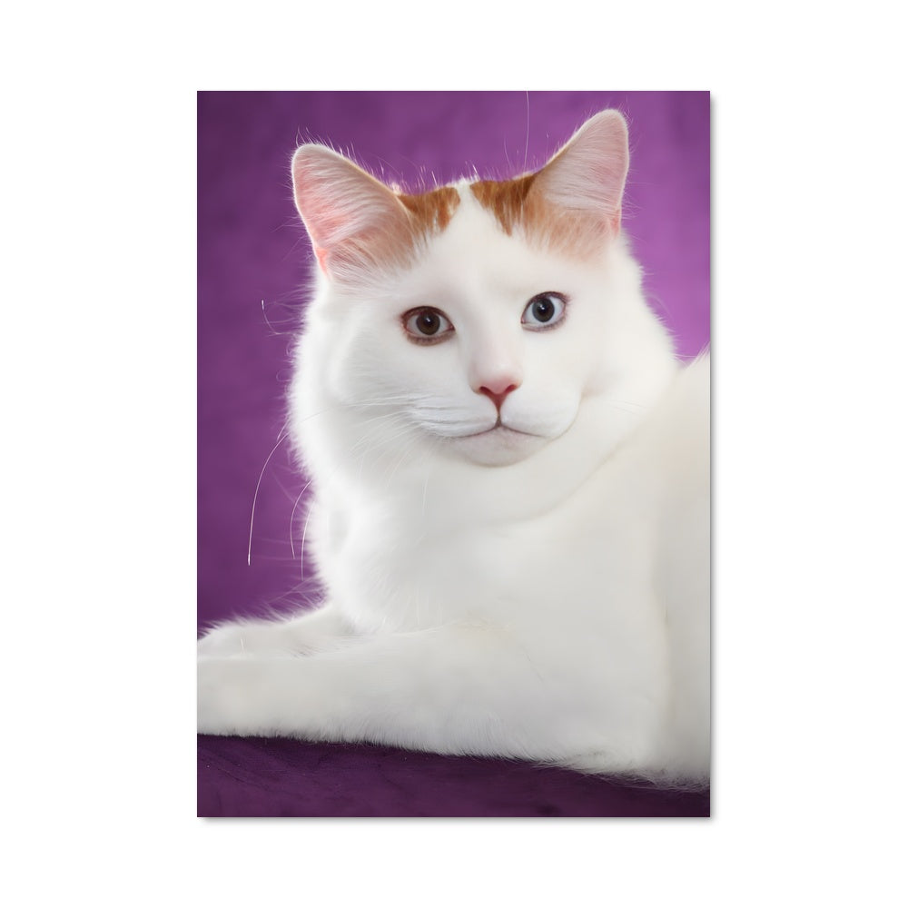 Poster Douceur Turque