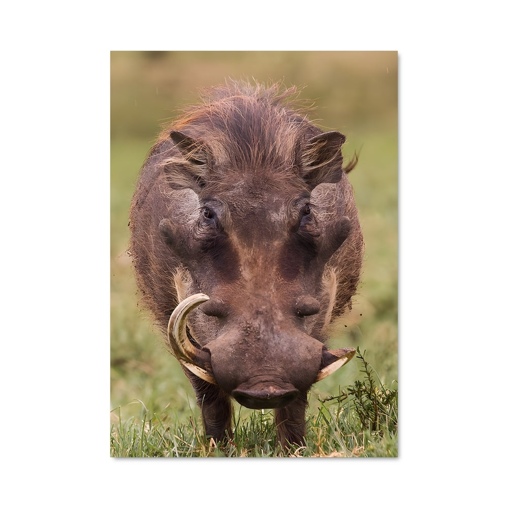 Poster Petit Porc Enchanté