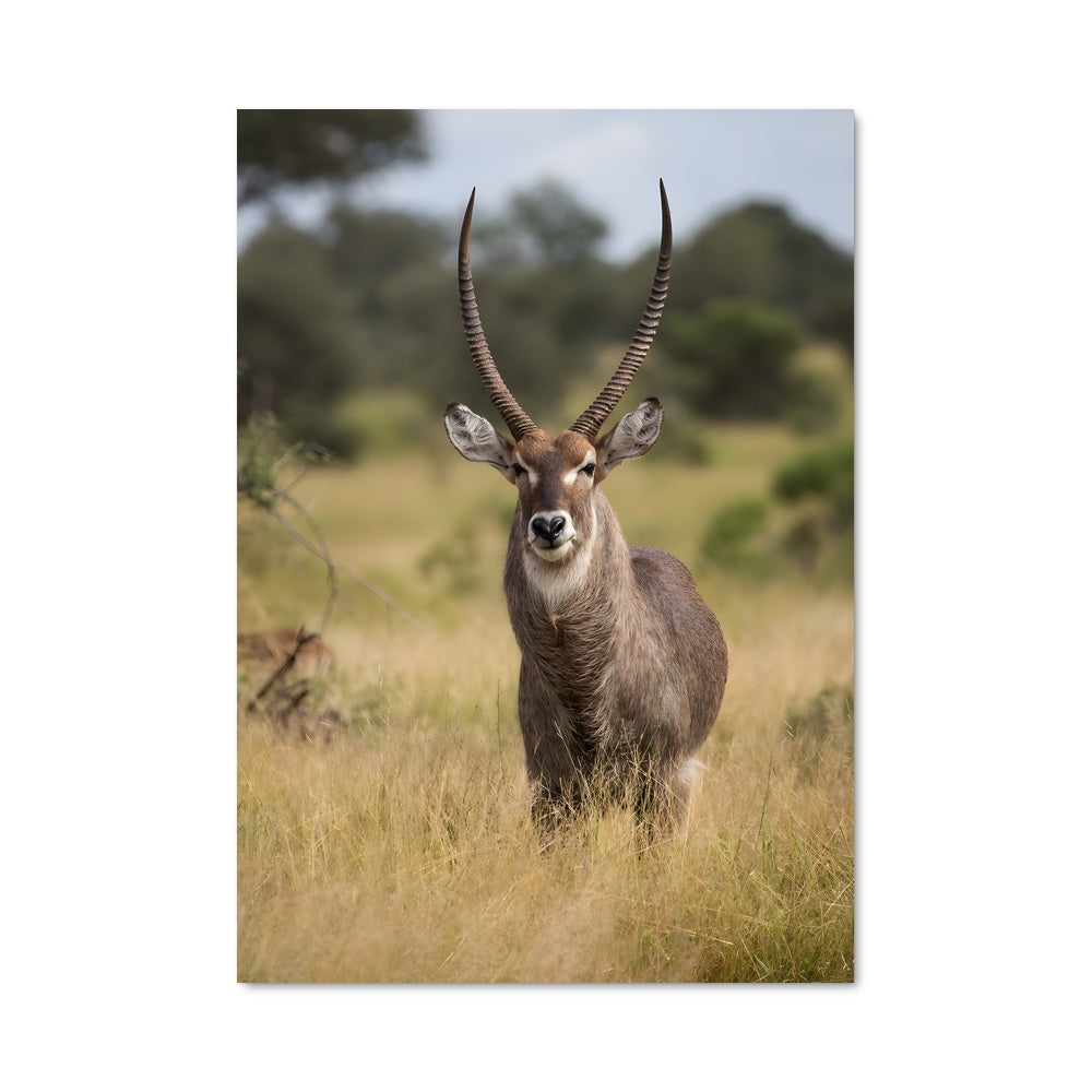 Poster Majesté de l'Antilope