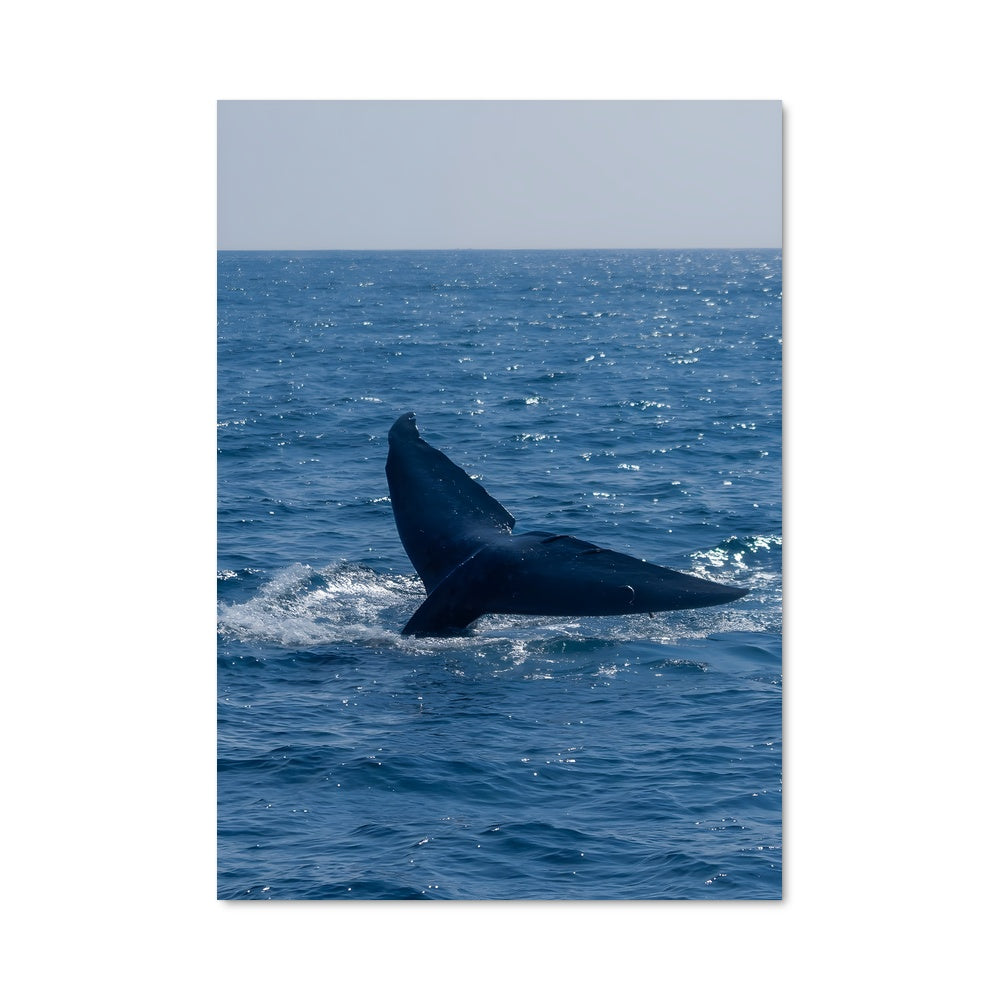 Poster Whale 84575