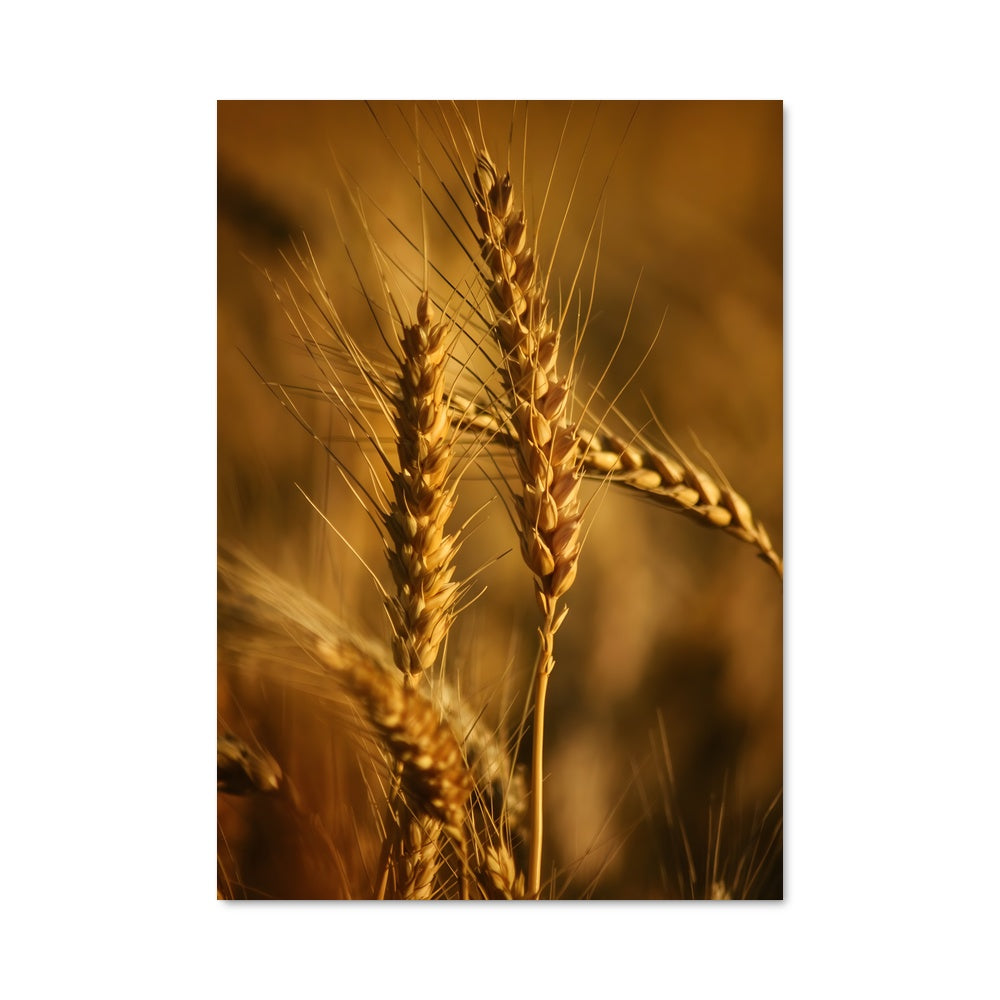 Poster Éclats de Blé