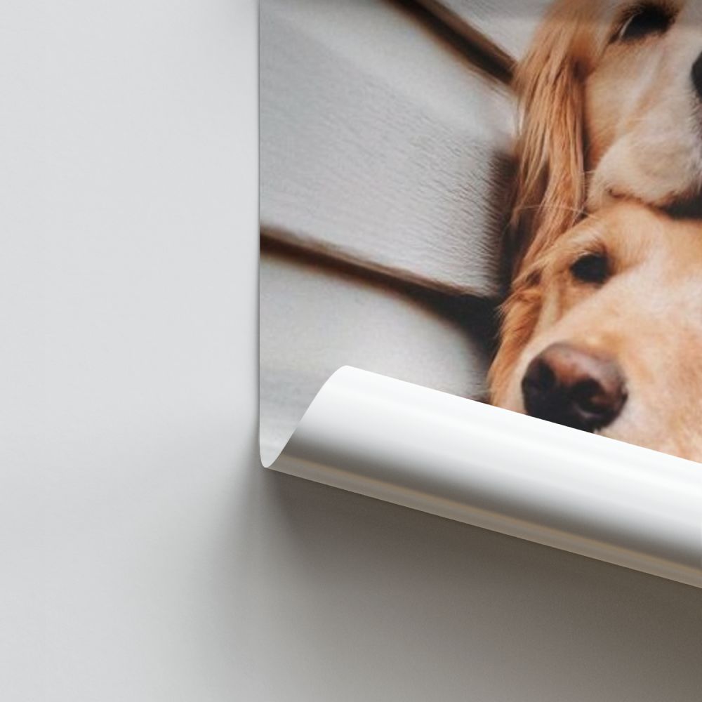 Pôster de cachorros fofos