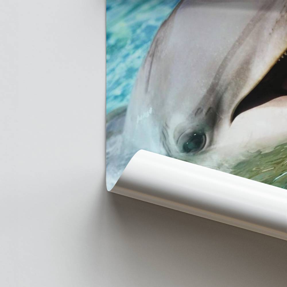Póster Dentes de golfinho