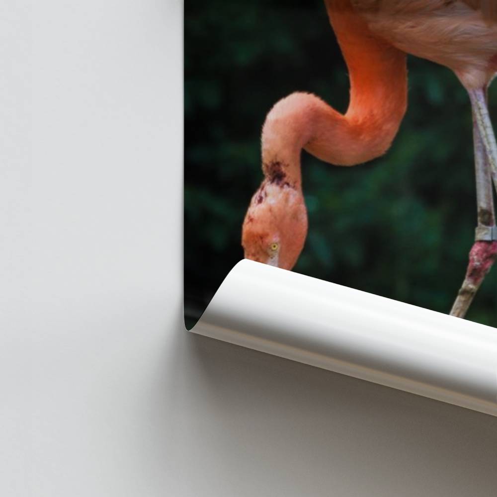 Pôster Flamingo e Pequeno
