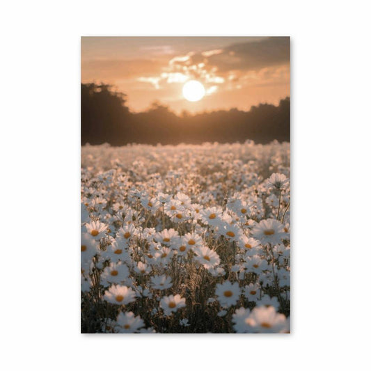 Poster Champ de Marguerites au Crépuscule