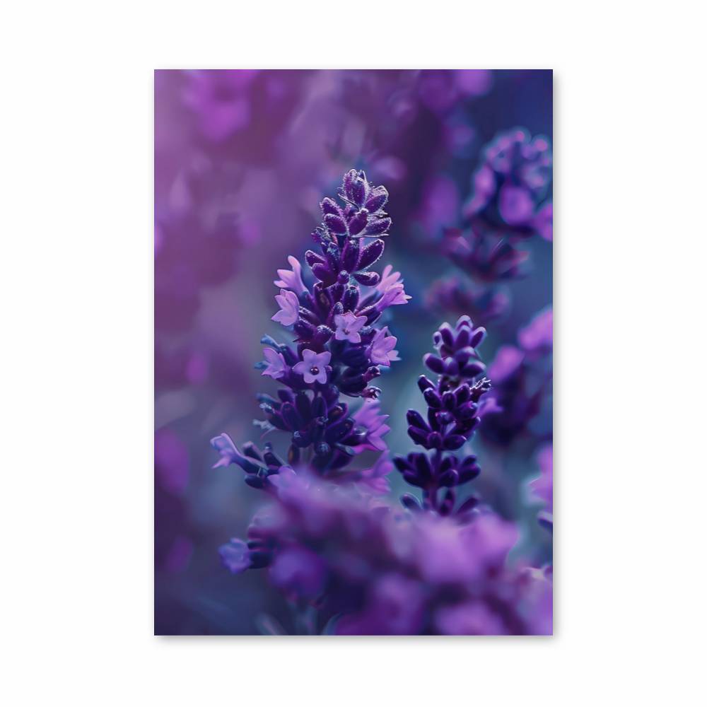 Poster Lavande Mystique