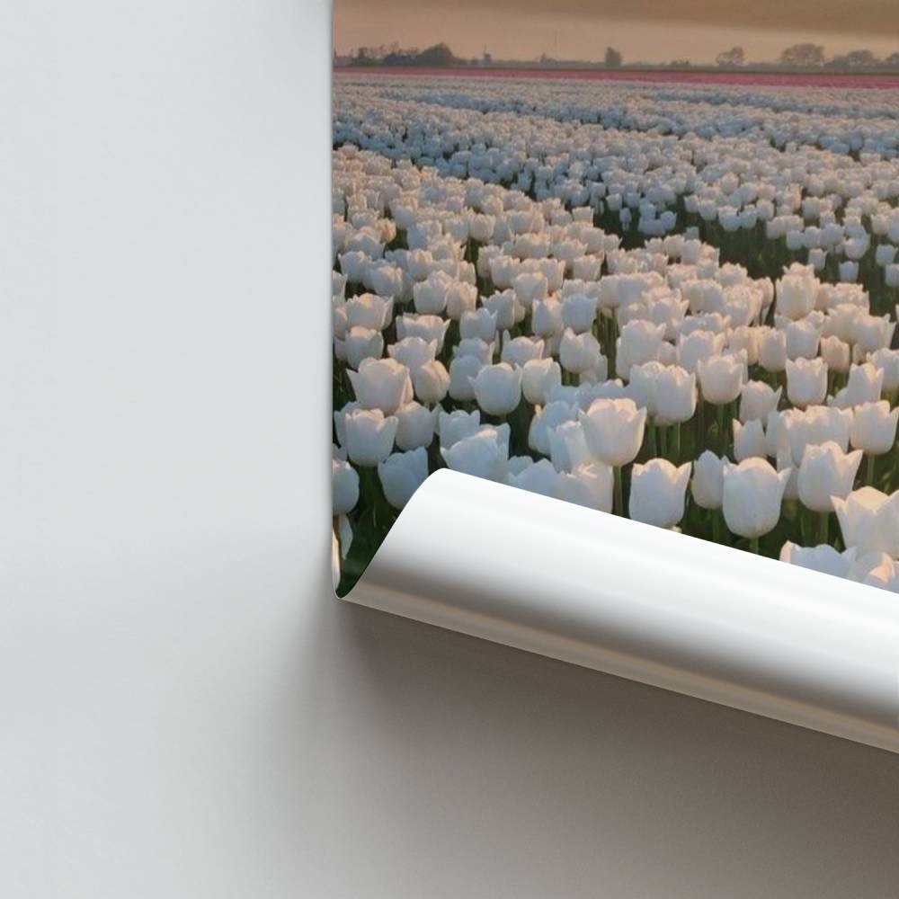 Pôster Horizonte Tulipas