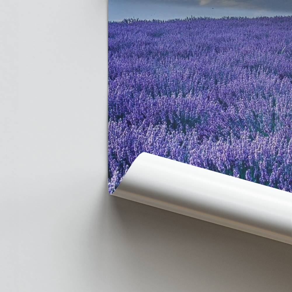 Pôster Serenidade Lavanda