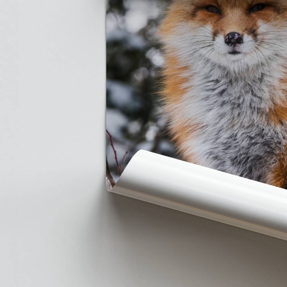 Pôster Raposa da Neve