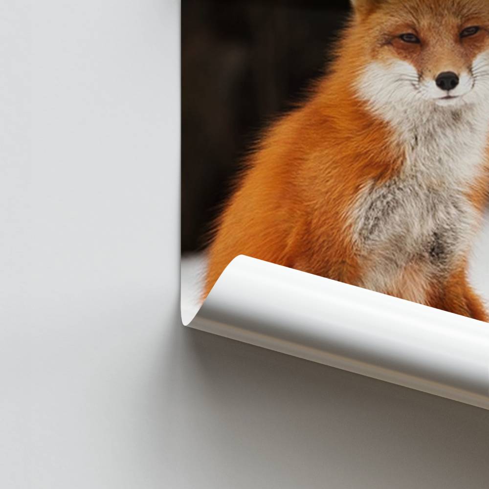 Póster Fox nevado