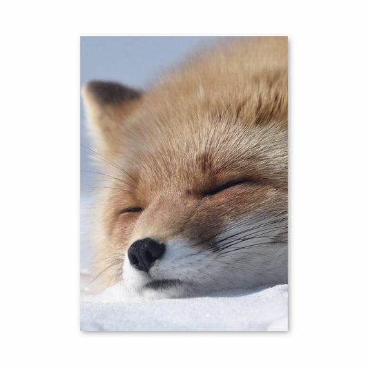 Poster Rêverie du Renard