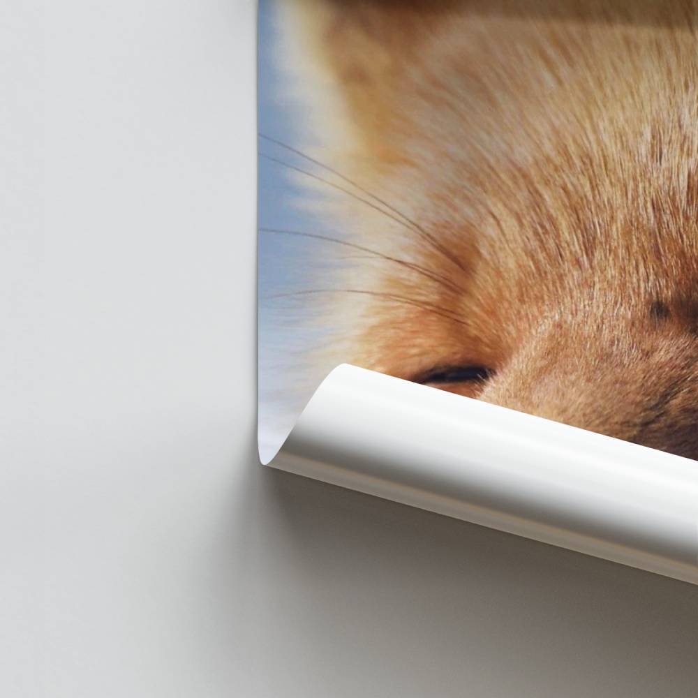 Pôster Devaneio da Raposa