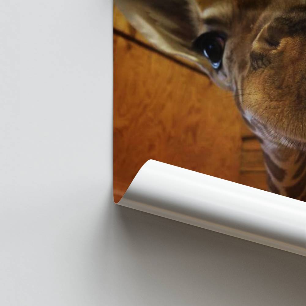 Póster Alegria da girafa