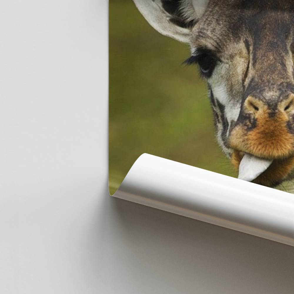 Póster Explosão de girafa