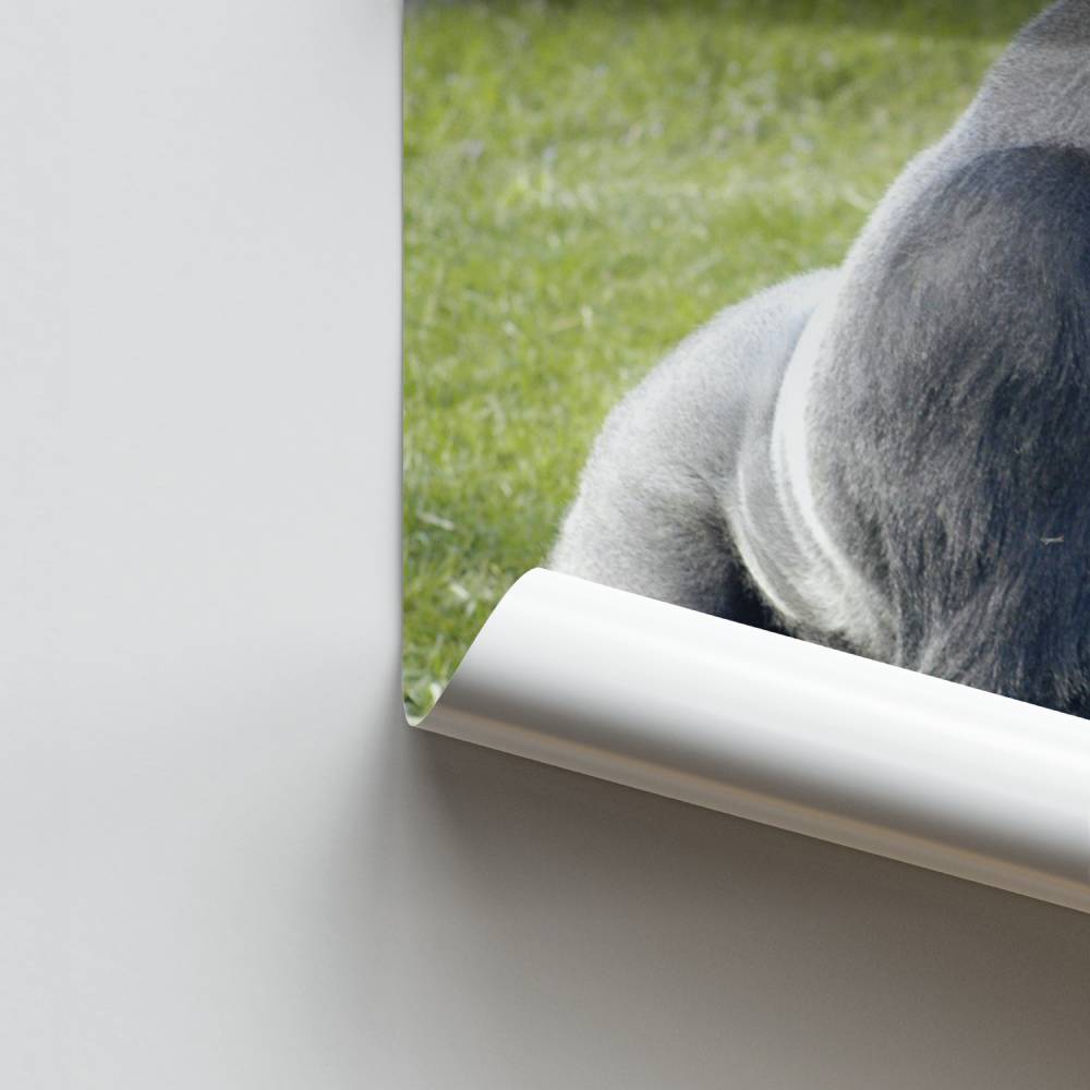 Póster Força Selvagem