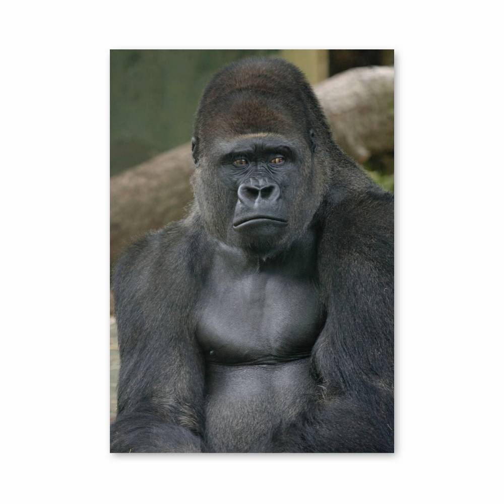 Poster Force Majestueuse