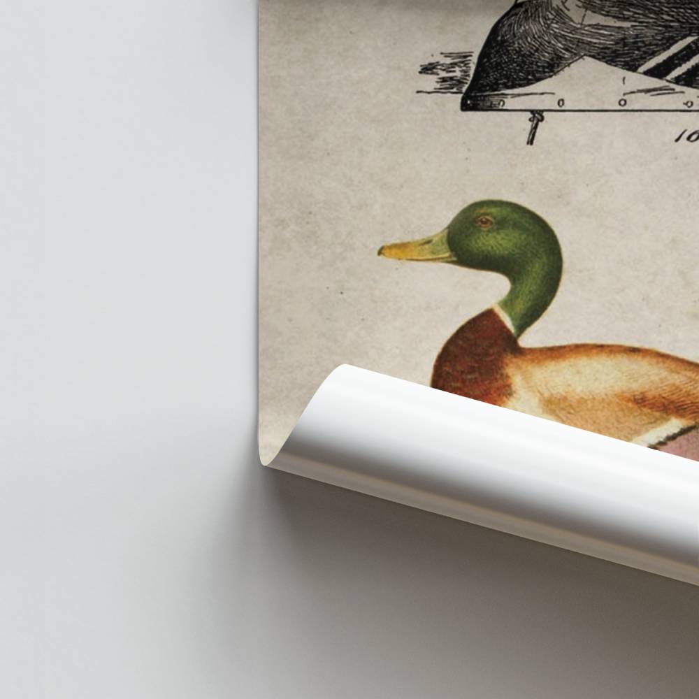 Pôster de pato vintage