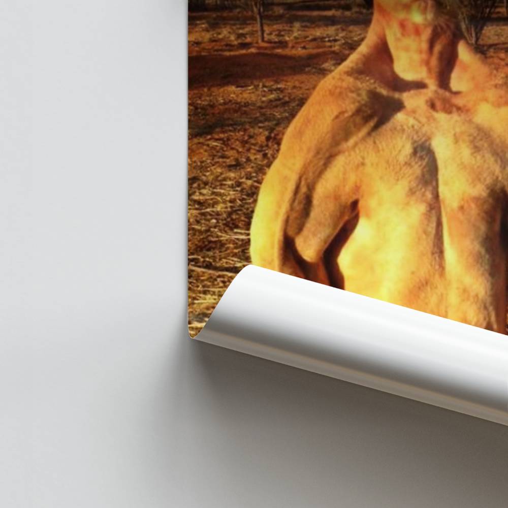 Póster Canguru Feroz