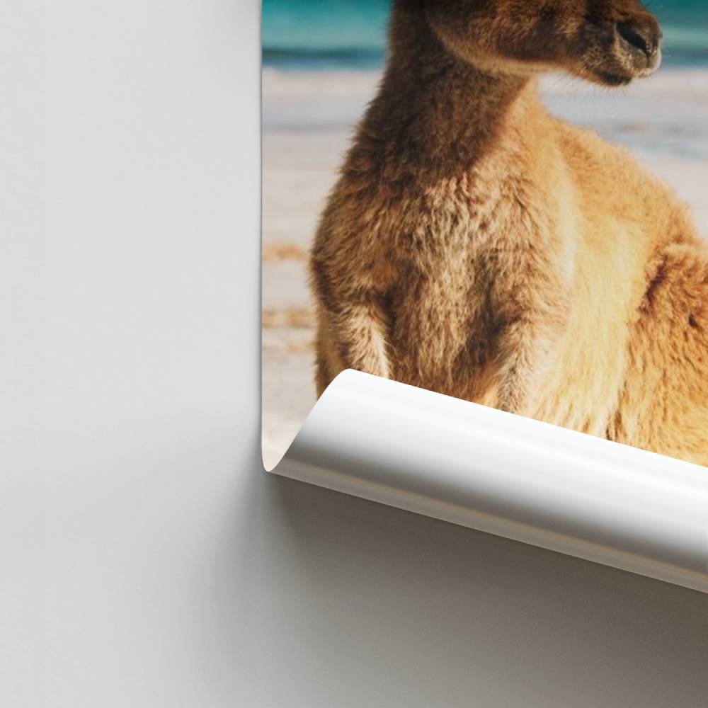 Póster Praia Canguru