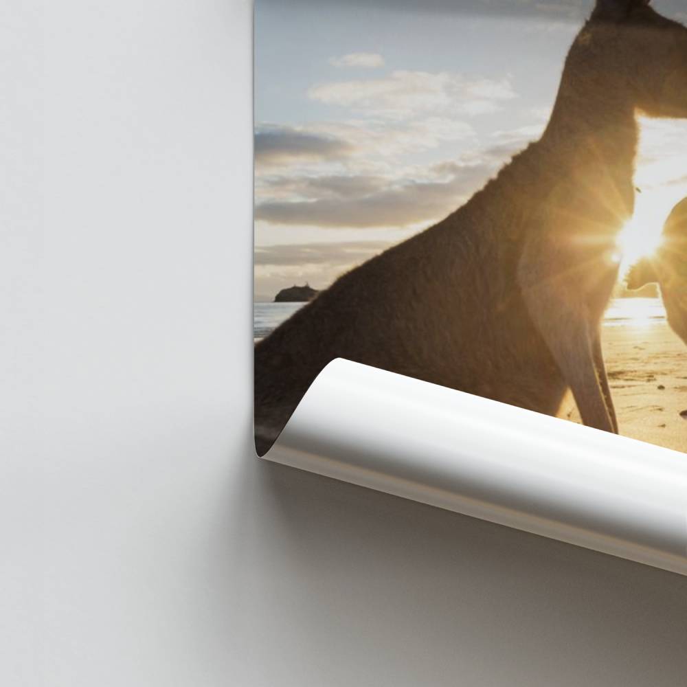 Pôster Nascer do sol com cangurus