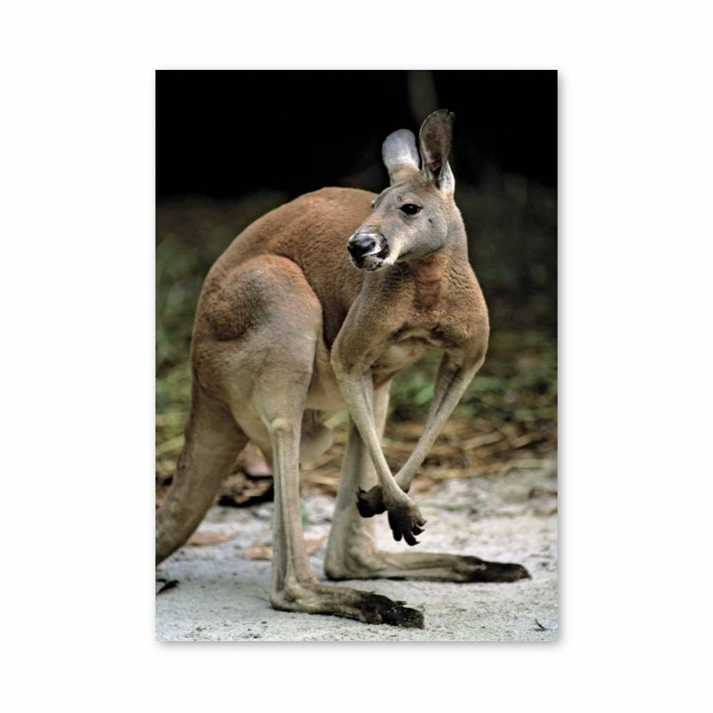 Poster Kangaroo Grace