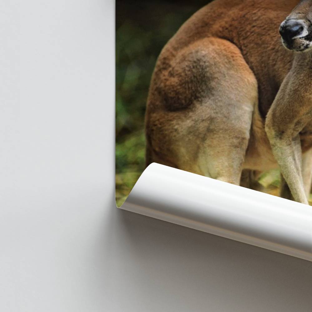 Pôster Canguru Grace