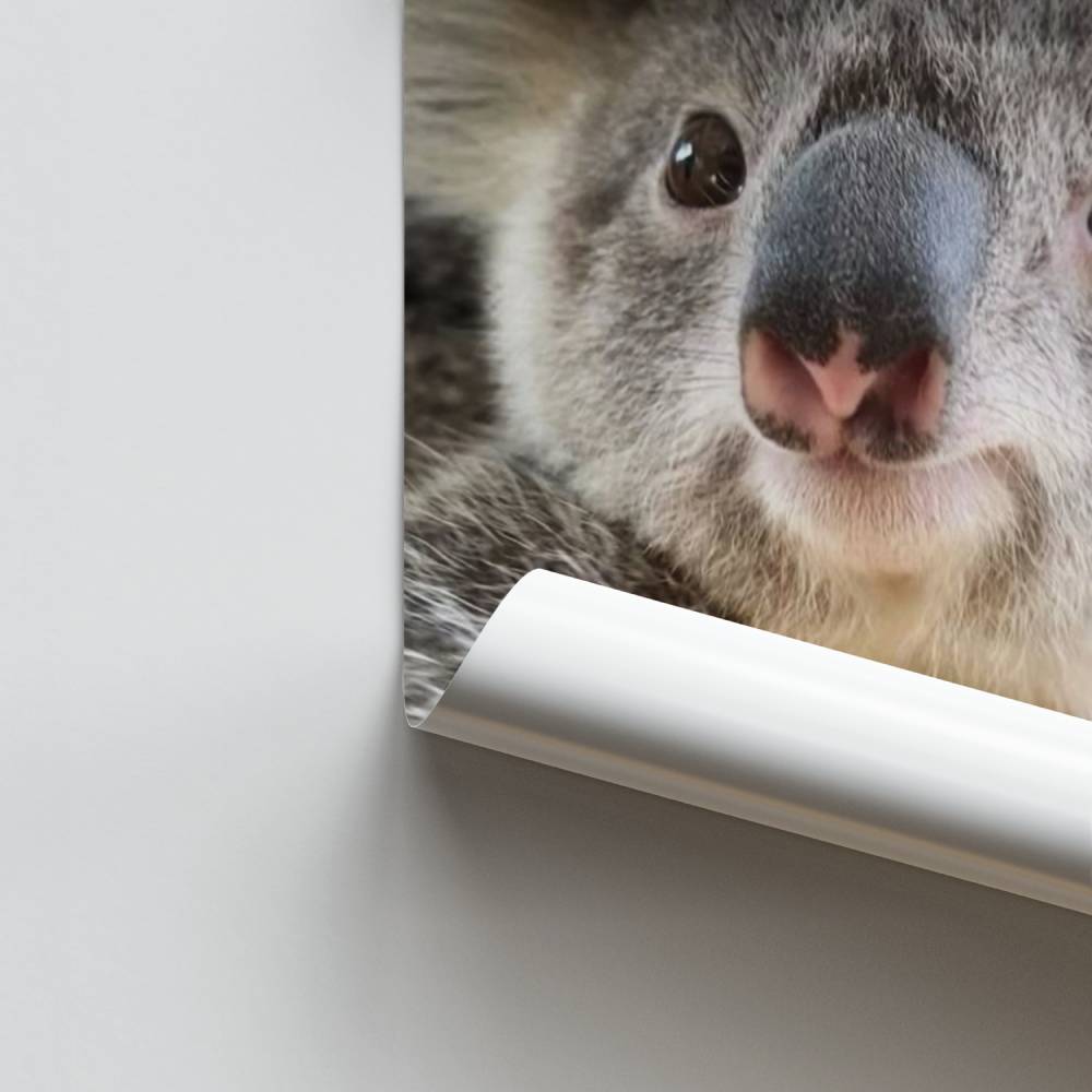 Póster Koala doce