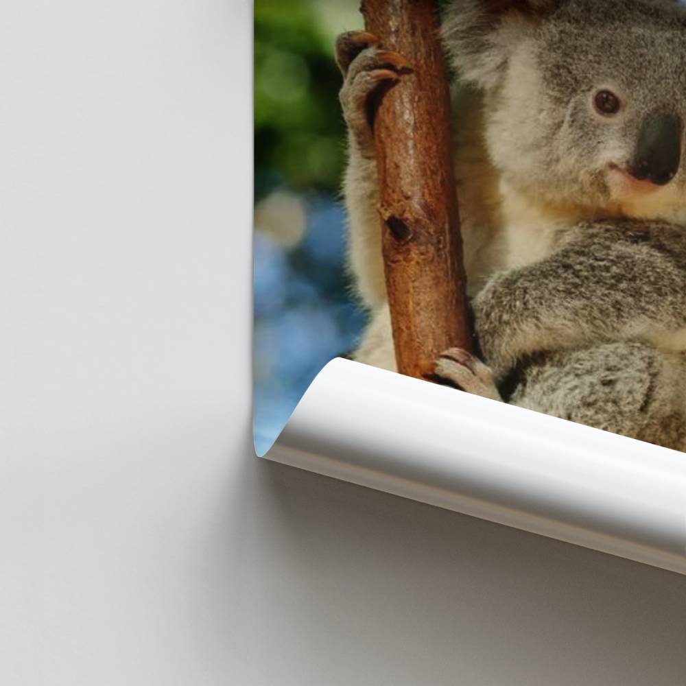 Póster Koala da serenidade