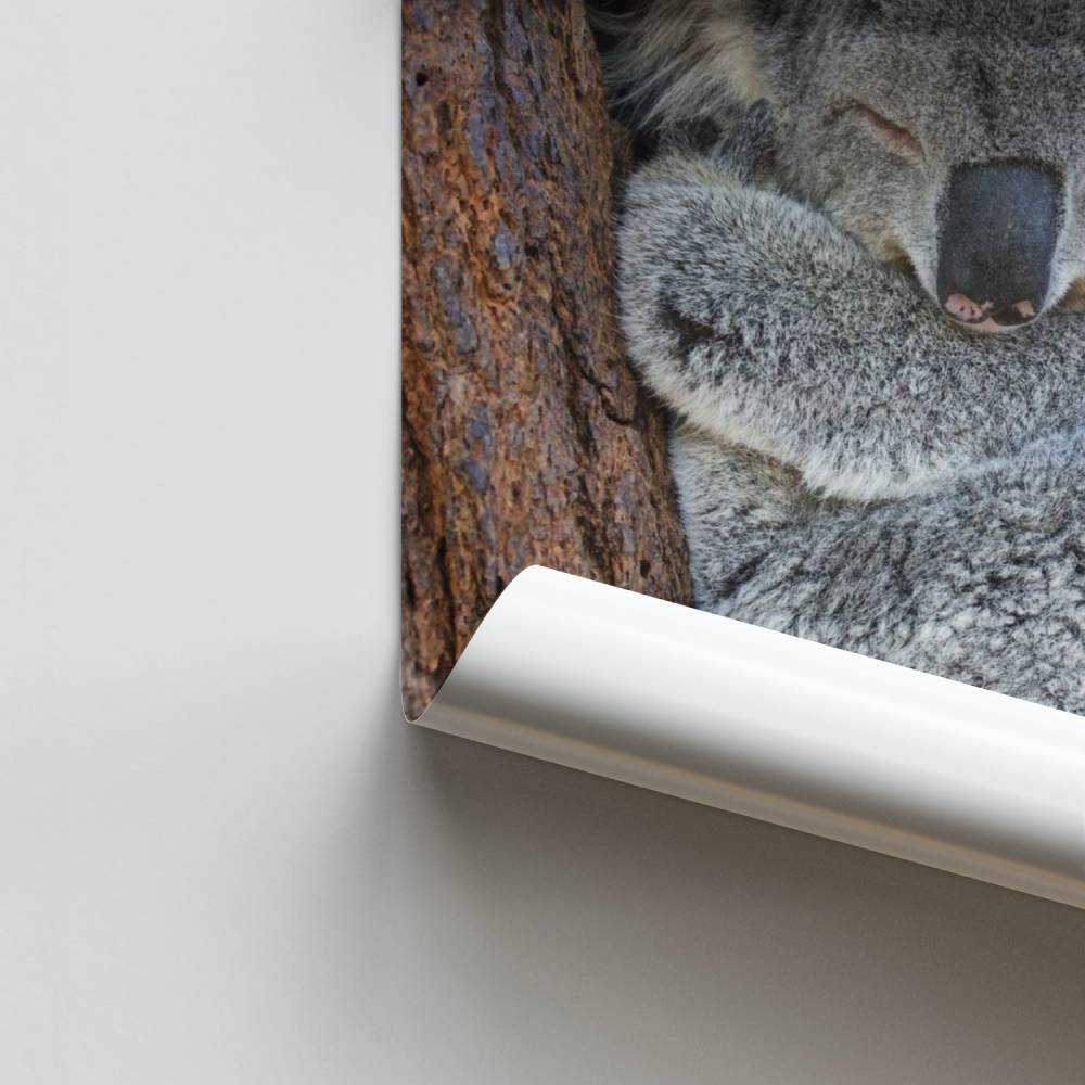 Pôster do sonho do coala