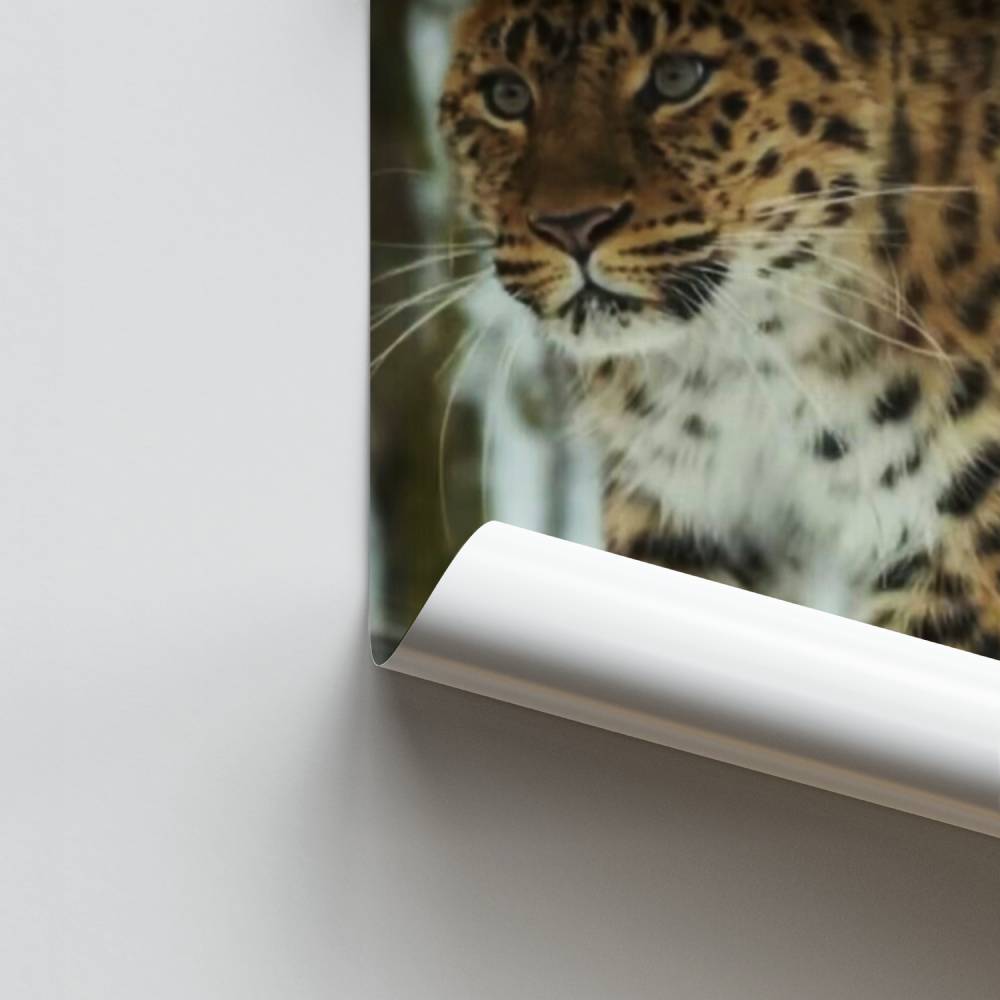 Pôster Leopardo Elegante