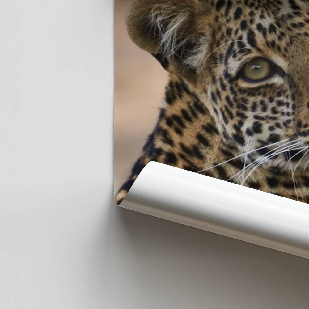 Pôster Explosão de Leopardo