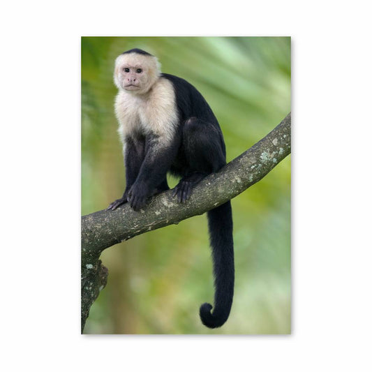 Poster Capucin en Harmonie